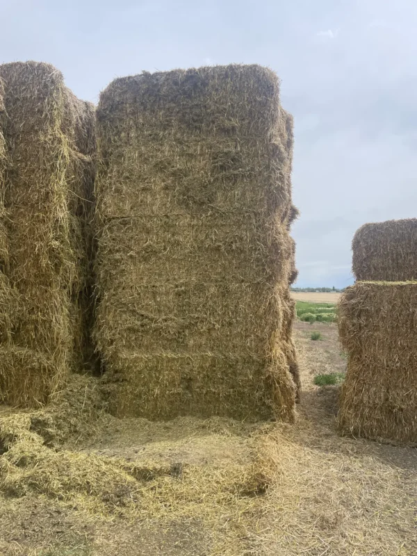 Cow Hay - Image 3