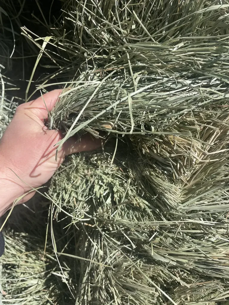 Orchard Grass Brome Hay Mix