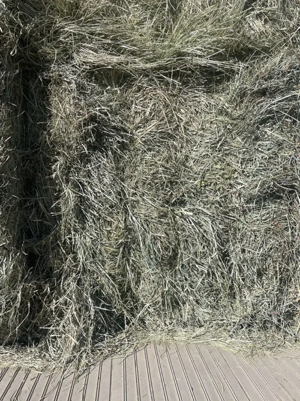 Orchard Grass Brome Hay Mix