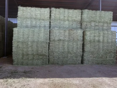 Orchard grass alfalfa hay for sale