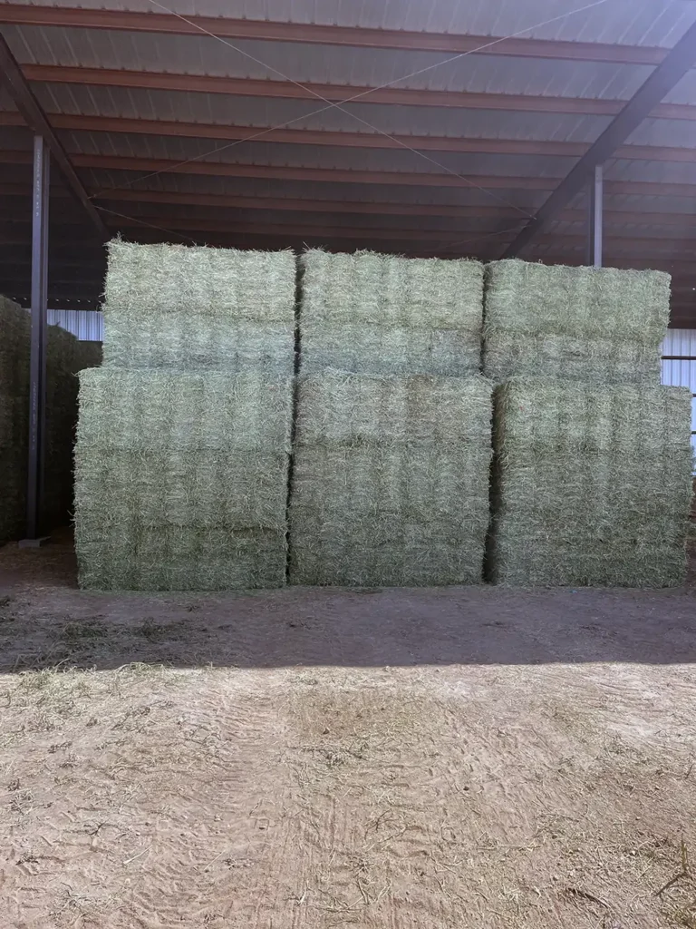 Orchard grass alfalfa hay for sale