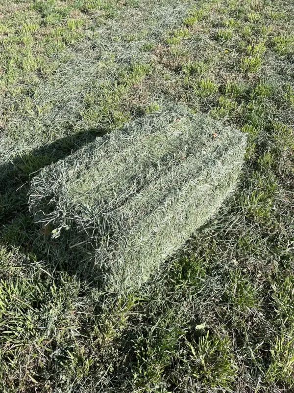 Orchard grass alfalfa hay for sale