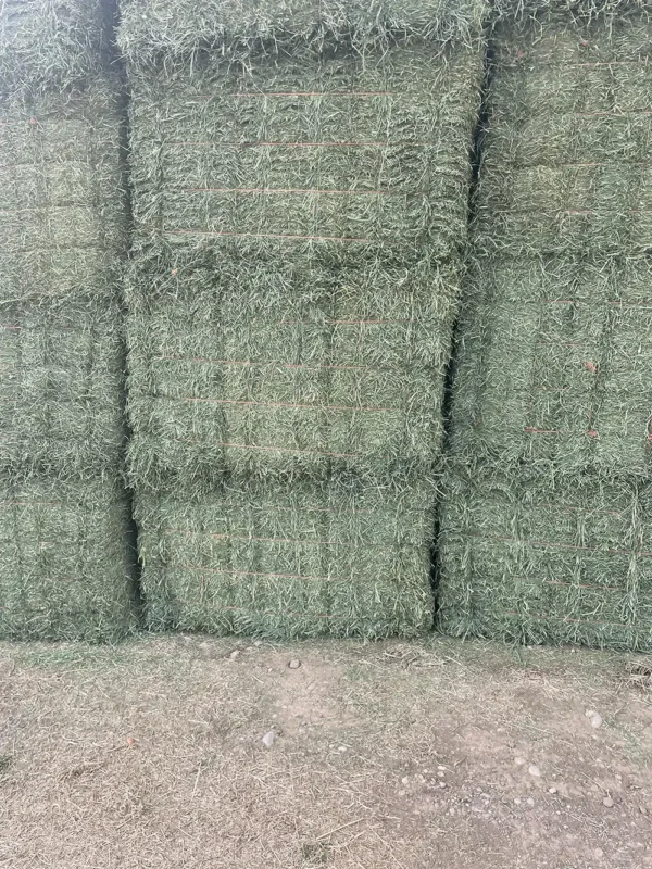 Orchard grass alfalfa hay for sale