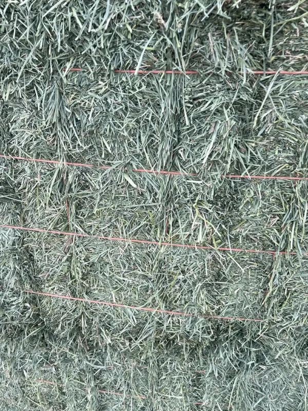 Orchard grass alfalfa hay for sale