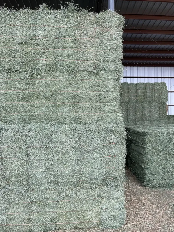 Orchard grass alfalfa hay for sale
