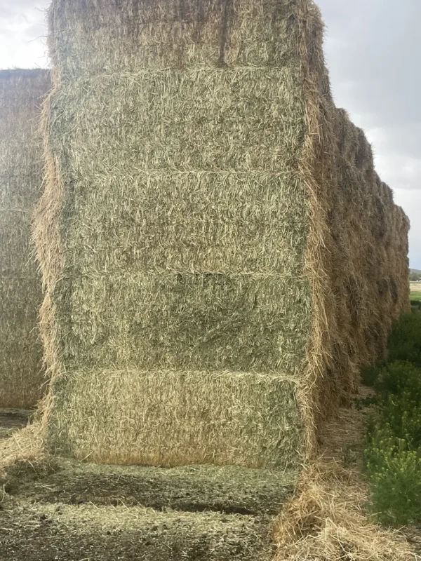 Cow Hay - Image 2