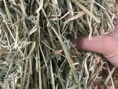 Cow Hay for Sale