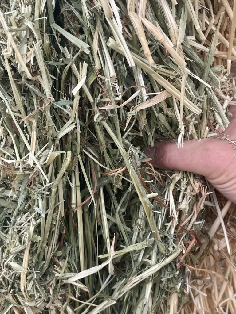 Cow Hay for Sale