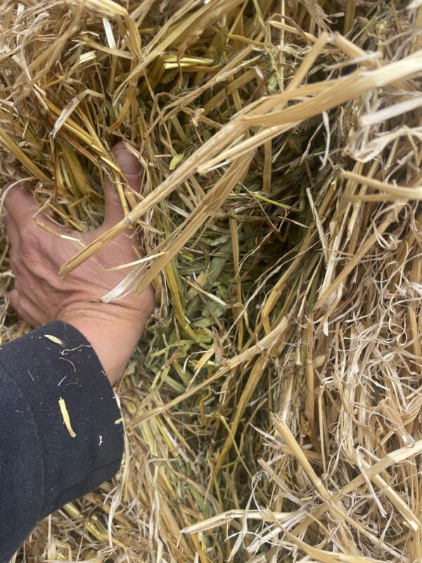 Cow Hay for Sale