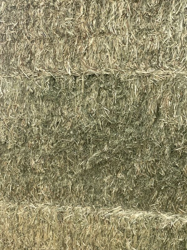 Cow Hay for Sale