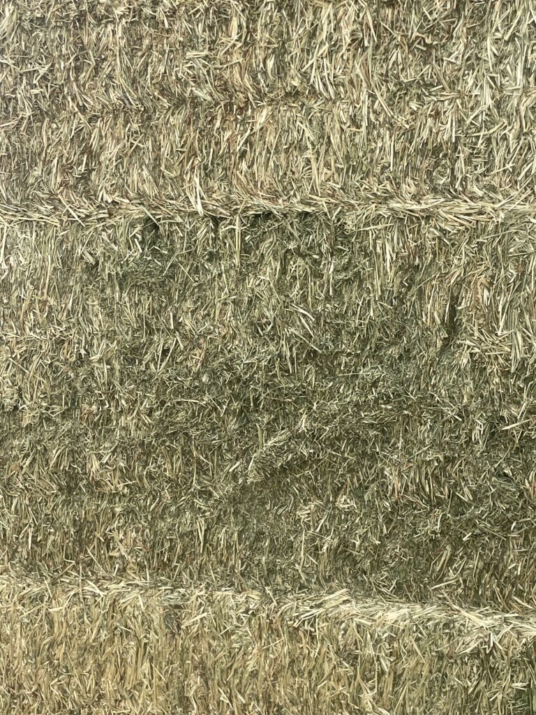 Cow Hay for Sale