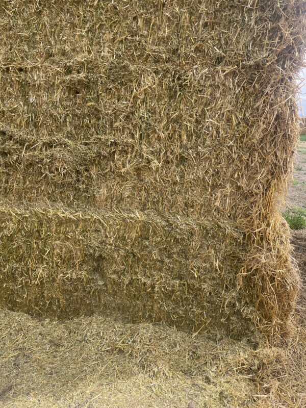 Cow Hay for Sale