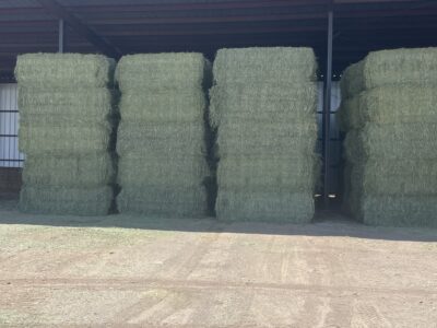 1st Cutting Orchard Alfalfa