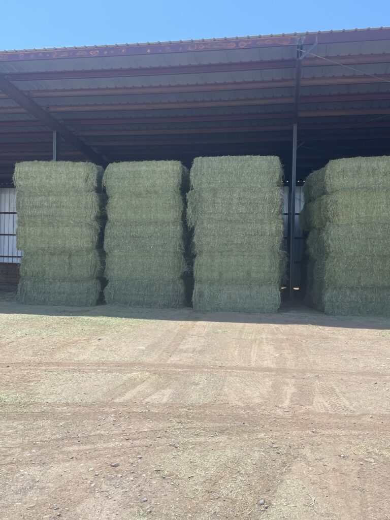 1st Cutting Orchard Alfalfa