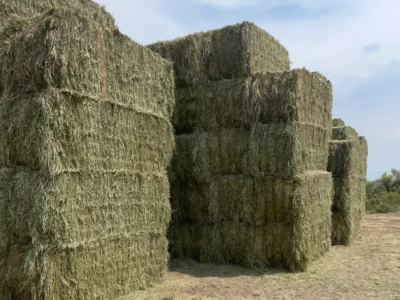 High Quality Meadow Grass Cow Hay for Sale