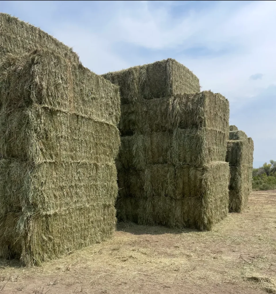 High Quality Meadow Grass Cow Hay for Sale