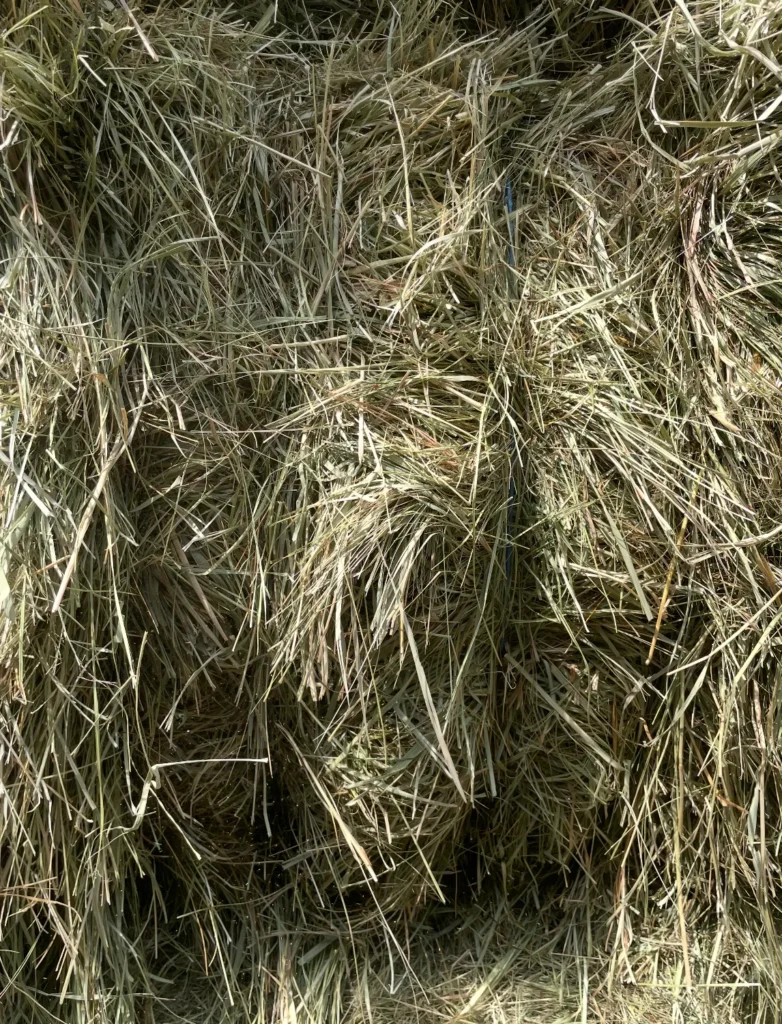 High Quality Meadow Grass Cow Hay for Sale